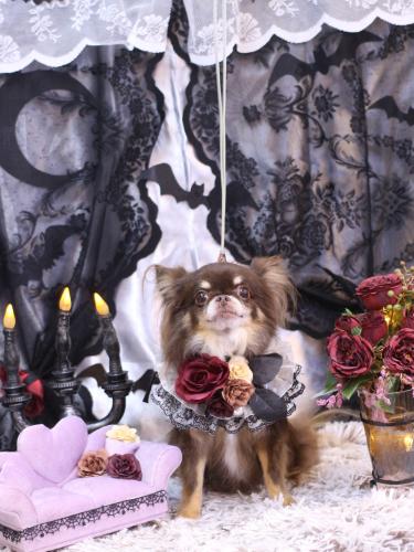 20231012チロルくん